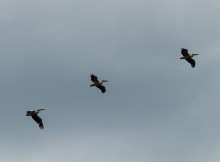 Весна на Беглицкой косе