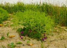 Весна на Беглицкой косе