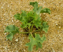 Весна на Беглицкой косе