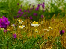 Весна на Беглицкой косе