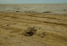 Весна на Беглицкой косе