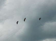 Весна на Беглицкой косе