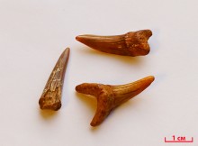 Меловые и песчаные горы у реки Глубокой в Каменском районе и находки зубов древних акул