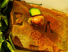 Золотая экономия Лакиеров и замок на берегу Таганрогского залива.