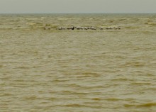 Острова в Азовском море