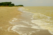 Айлант на Сазальникской косе