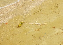 Айлант на Сазальникской косе