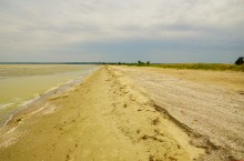 Айлант на Сазальникской косе