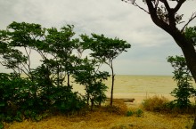 Айлант на Сазальникской косе