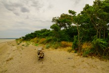 Айлант на Сазальникской косе