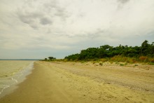 Айлант на Сазальникской косе