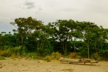 Айлант на Сазальникской косе