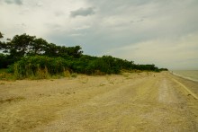 Айлант на Сазальникской косе