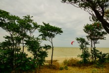 Айлант на Сазальникской косе