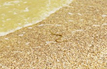 Айлант на Сазальникской косе