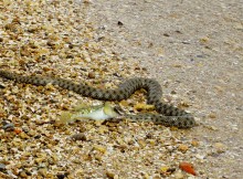 Берег Азовского моря у хутора Рожок, и охота водяных ужей. 