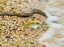 Берег Азовского моря у хутора Рожок, и охота водяных ужей. 