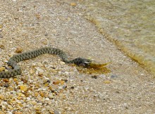Берег Азовского моря у хутора Рожок, и охота водяных ужей. 