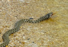 Берег Азовского моря у хутора Рожок, и охота водяных ужей. 