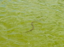 Берег Азовского моря у хутора Рожок, и охота водяных ужей. 