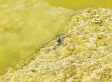 Берег Азовского моря у хутора Рожок, и охота водяных ужей. 