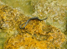 Берег Азовского моря у хутора Рожок, и охота водяных ужей. 