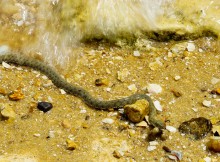 Берег Азовского моря у хутора Рожок, и охота водяных ужей. 