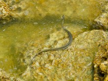 Берег Азовского моря у хутора Рожок, и охота водяных ужей. 