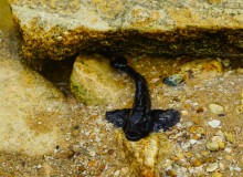 Берег Азовского моря у хутора Рожок, и охота водяных ужей. 