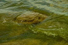 Хутор Рожок