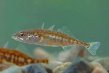 Уха на Неве и Енисее