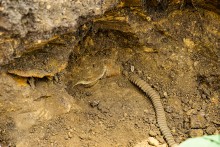 Поисковый отряд Родина