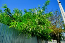 Акация цветущая в августе.