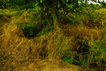 История станицы Краснодонецкой на Северском Донце