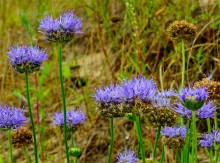 История станицы Краснодонецкой на Северском Донце