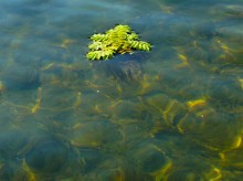 Старые броды и мосты через Сухой Донец у хутора Каныгин