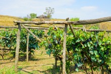 Этнографический музей Тихий Дон в хуторе Старозолотовский