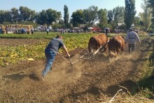 Вспашка на волах