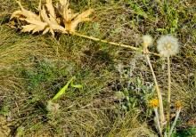 Памятники природу на Дону у хутора Калининского