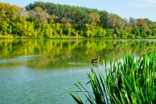 Памятники природу на Дону у хутора Калининского
