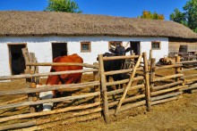 Праздник Кружилинские толоки на казачьем подворье в хуторе Кружилинском