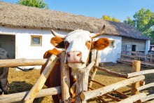 Праздник Кружилинские толоки на казачьем подворье в хуторе Кружилинском