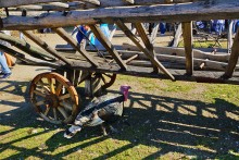 Праздник "Кружилинские толоки" в хуторе Кружилинском