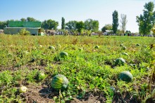Праздник "Кружилинские толоки" в хуторе Кружилинском