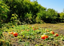 Тыквы на берегу Чира в станицы Каргинской.