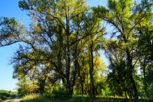 Река Чир у станицы Каргинской