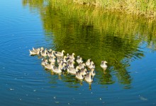 Река Чир у станицы Каргинской