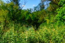 Река Чир у станицы Каргинской