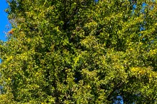 Дикая груша