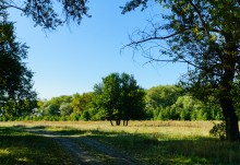 Дикая груша